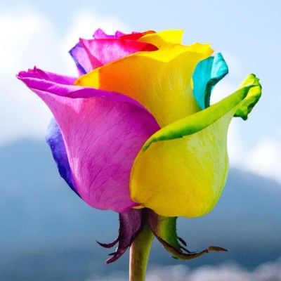 ACMS ITALIAN RAINBOW Flower Seeds Beautiful Flower Home Garden Seed(80 per packet)