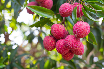 seedx Hybrid Litchi Fruit Seed(10 per packet)