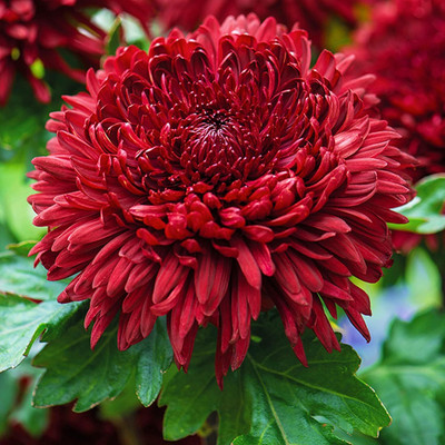 Lorvox Chrysanthamum Mix/Chamanti Seed(70 per packet)