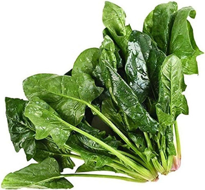 KNESSiN Spinach Green Seed(500 per packet)