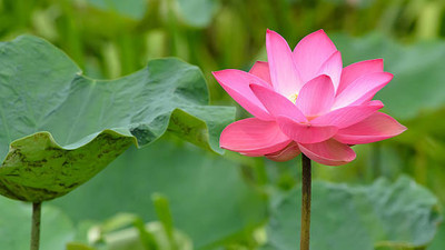 MSD lotus,kamal gatta Seed(11 per packet)