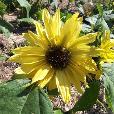 Quentova Sunflower 'Lemon Queen'-LTK-2V Seed(150 per packet)