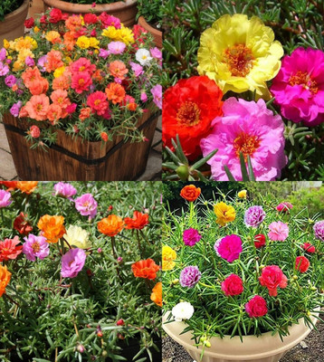 ibains 27 o clock plant seeds 51 Seed(87 per packet)
