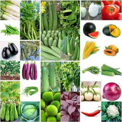 ibains Summer vegetable seeds combo Seed(450 per packet)