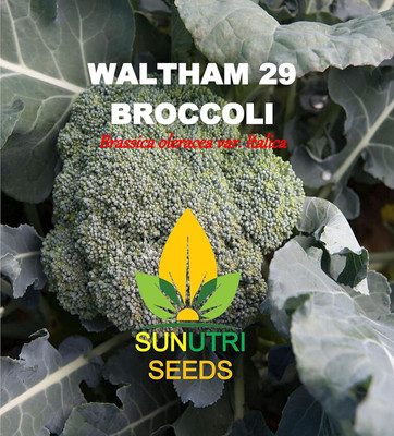 Qualtivate HUA-3A Broccoli Heirloom Waltham 29 Seed(300 per packet)