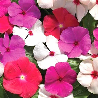 KANAYA Vinca Dwarf Mix Seed(32 per packet)