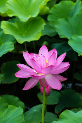 MG ALL IN ONE lotus,kamal gatta Seed(10 per packet)