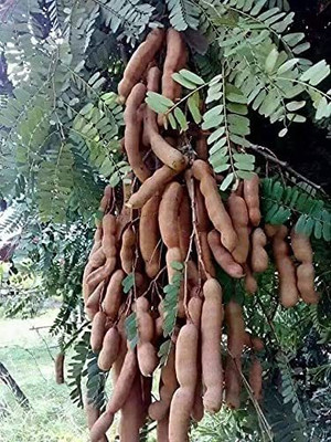 KANAYA IMLI Seed(4 per packet)
