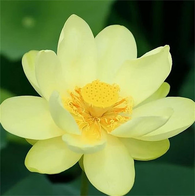 CYBEXIS VXI-70 - Bowl Lotus - (30 Seeds) Seed(30 per packet)