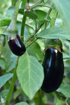 Kodali Hybrid F1 Brinjal Seeds Pack Of 43 Seed(43 per packet)