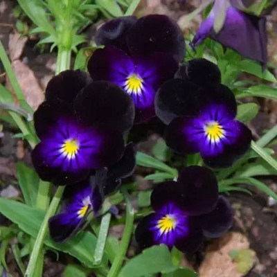 MAA Viola Seed(80 per packet)