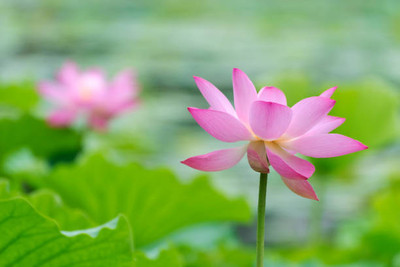 Quentova lotus,kamal gatta Seed(11 per packet)