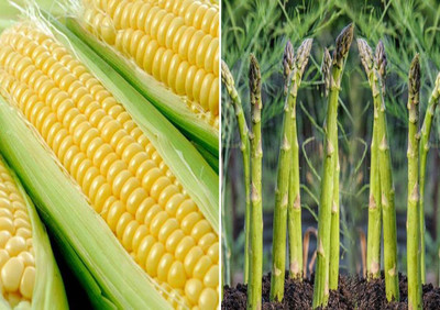 WILLVINE F1 Hybrid Sweet Corn and Asparagus UC 155 Seeds-[100 Seeds] Seed(100 per packet)