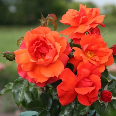 Qualtivate RES-3A Orange Rose Seeds Seed(25 per packet)