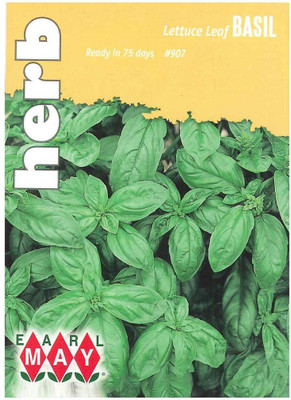 WILLVINE GUA-34 Lettuce Leaf Basil Seed(1000 per packet)
