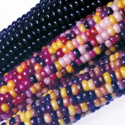 Aro Rainbow Corn, Corn Seed(26 per packet)