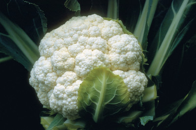 CYBEXIS Candid Charm Cauliflower Variety2000 Seeds Seed(2000 per packet)