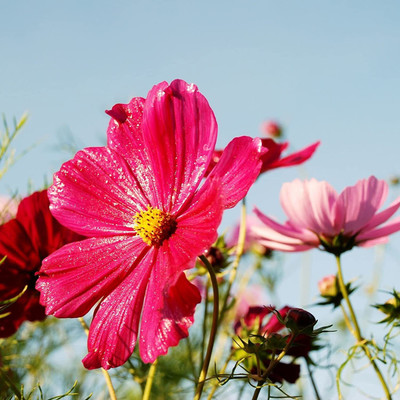 CYBEXIS NDIR-85 - Cosmos ‘Mix’ F1 Hybrid Flower - (90 Seeds) Seed(90 per packet)