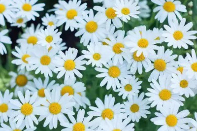 Aro Daisy Seed(160 per packet)