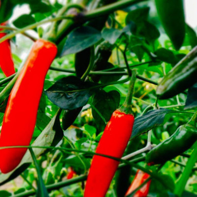 Biosnyg Easy to Grow Serrano Hot Pepper Seeds For Planting-(4000 Seeds) Seed(4000 per packet)