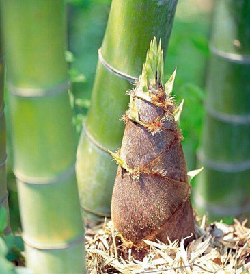 Eroyz Phyllostachys edulis, Moso Timber Bamboo, Tortoise shell bamboo 6 Seed(50 per packet)