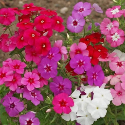 CEZIUS PHLOX FLOWER MIX Seed(100 per packet)
