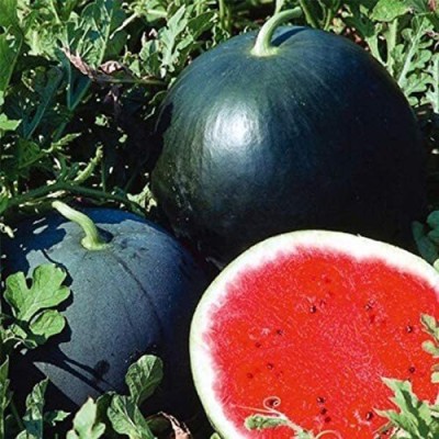 VibeX GUA-83 - Watermelon Black Beauty Rare Giant Fruit - (1350 Seeds) Seed(1350 per packet)