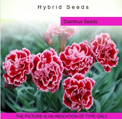 CYBEXIS SEEDS Dianthus100 Seeds Seed(100 per packet)