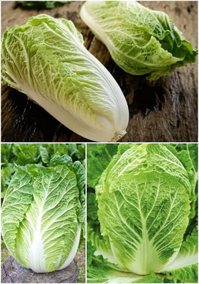 WILLVINE HUA -V Chinese Cabbage Matsushima Seeds [25g] Seed(7500 per packet)