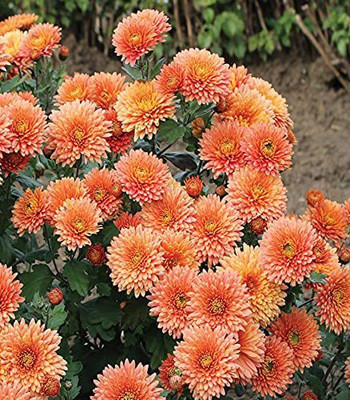 CYBEXIS CHRYSANTHEMUM MIXED FLOWER SEEDS Seed(25 per packet)
