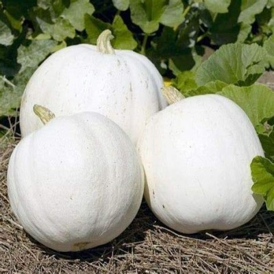 CYBEXIS Hybrid White Pumpkin Vegetable Seeds400 Seeds Seed(400 per packet)