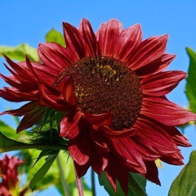 Dasstore RED SUNFLOWER SEED Seed(17 per packet)
