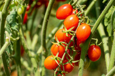 ALPINE HYBRID SEEDS tomato Seed(80 per packet)