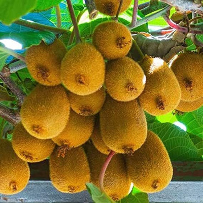 Aywal Kiwi fruit Seed(40 per packet)