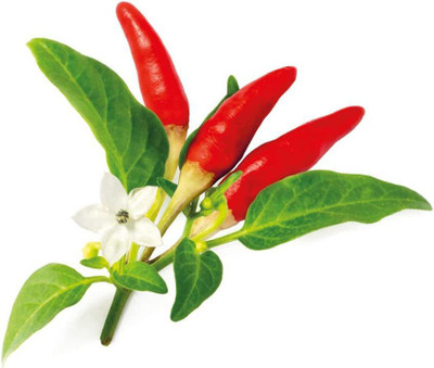 TRICONE Chilli Seed(300 per packet)