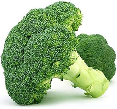 CYBEXIS PAU-96 - Winter Broccoli - (1350 Seeds) Seed(1350 per packet)