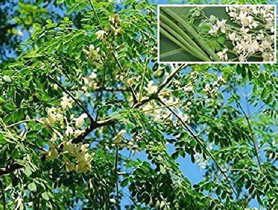 VibeX VVI-38 - Moringa oleifera Tree - (1350 Seeds) Seed(1350 per packet)