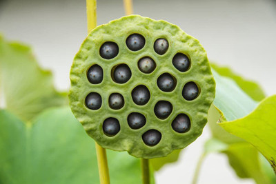 CYBEXIS XLL-1 - American Lotus - (30 Seeds) Seed(30 per packet)