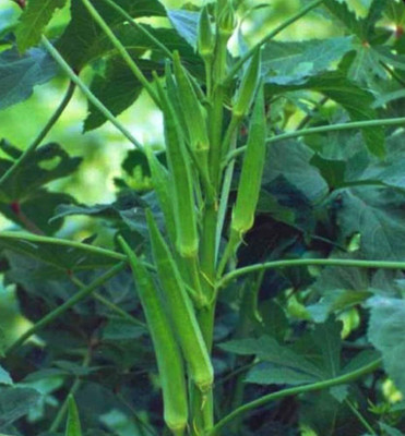 BJUBAS Green okra f1 hybrid vendi seeds pack of 26 Seed(26 per packet)