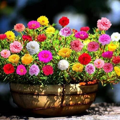 CRGO PORTULACA Seed(70 per packet)