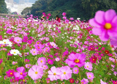 ZIXA Cosmos – Bipinnatus Sensation Mix Seed(10 per packet)