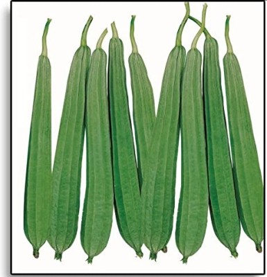 VibeX Ridge gourd CO-2. seeds[250 Gms, 1250 Seeds] Seed(1250 per packet)