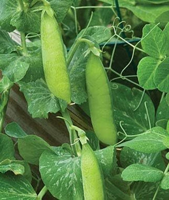 Qualtivate PUA-2A Garden Pea Seeds Seed(200 per packet)