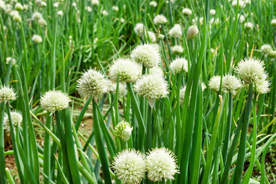 Qualtivate ICRA-7A Bunching Onion Evergreen Seeds Seed(500 per packet)