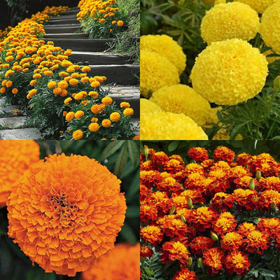 ibains Genda phool seeds bij 49 Seed(49 per packet)