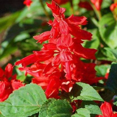 KANAYA Salvia Mixed Seed(15 per packet)