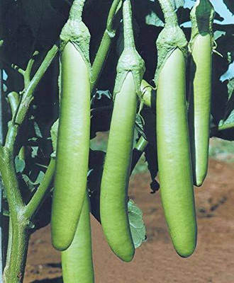 KANAYA Green Long Brinjal Seed(30 per packet)