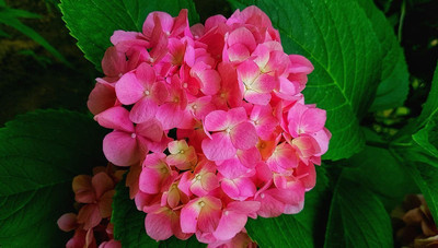 JAYANTAHALDER Balsam Flower Seed(123 per packet)