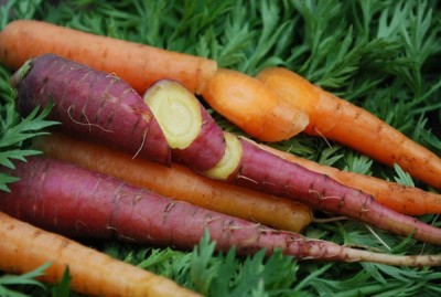 CYBEXIS Easy Grow Mixed Imported Carrot Variety1000 Seeds Seed(1000 per packet)