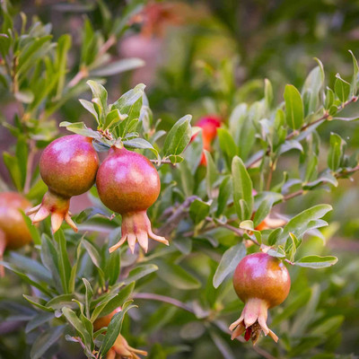 CYBEXIS XLL-18 - Beautiful Pomegranate Nana Miniature - (90 Seeds) Seed(90 per packet)